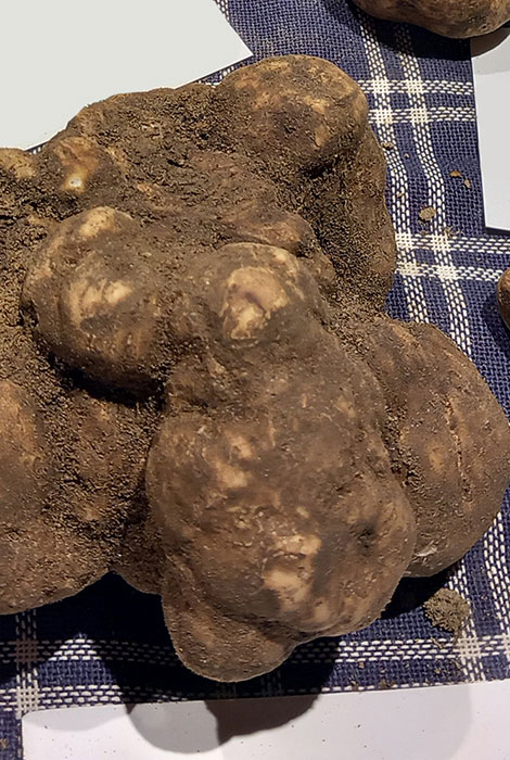 last minute volterra in autunno tartufo